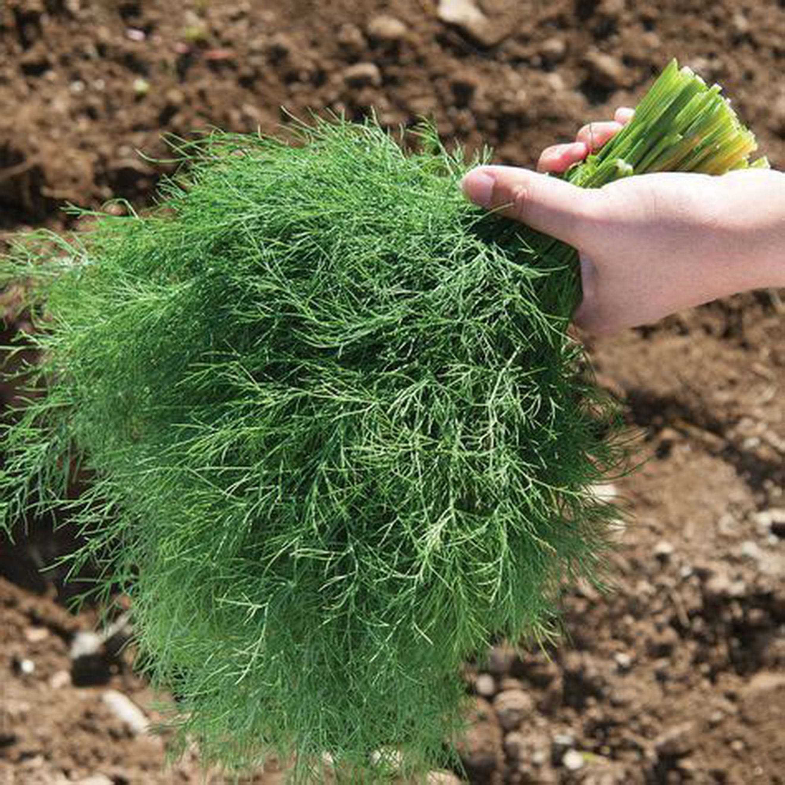 Dill (washed and packaged)