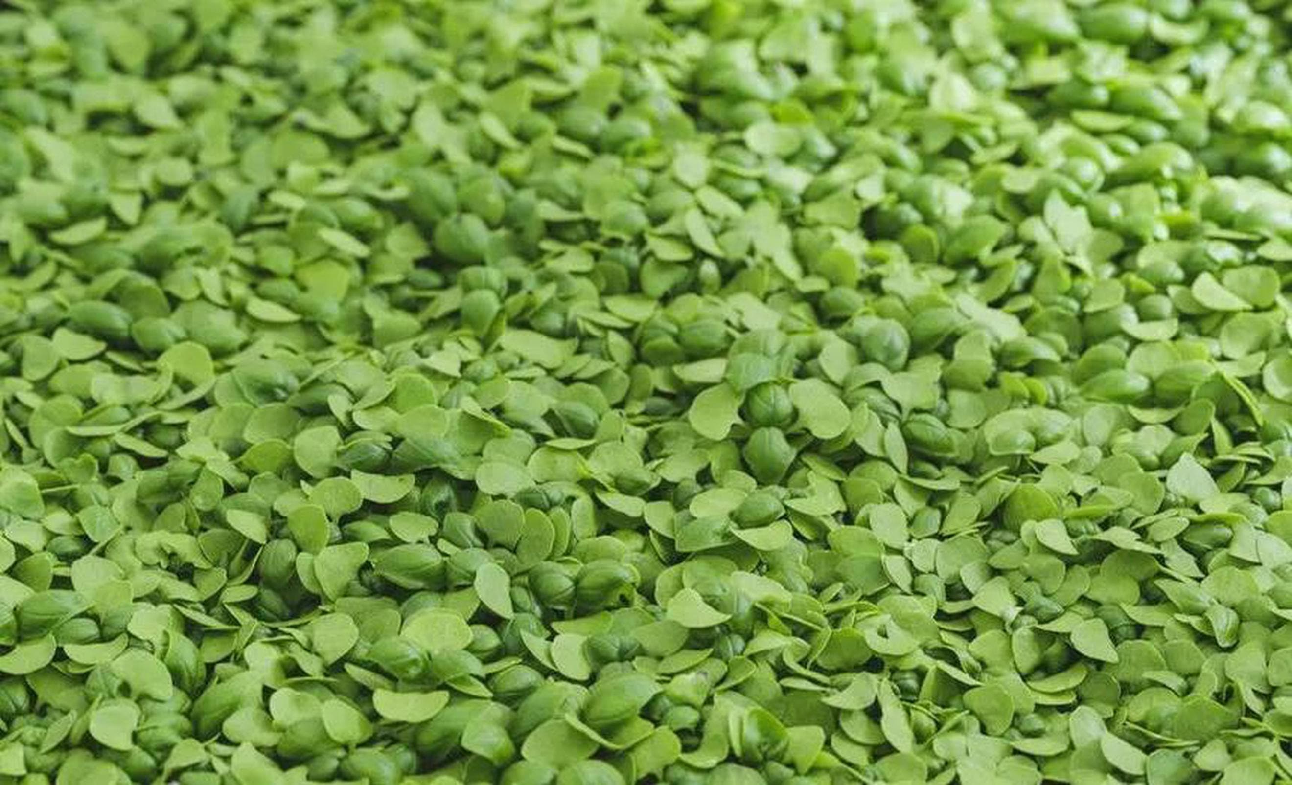 Micro Basil