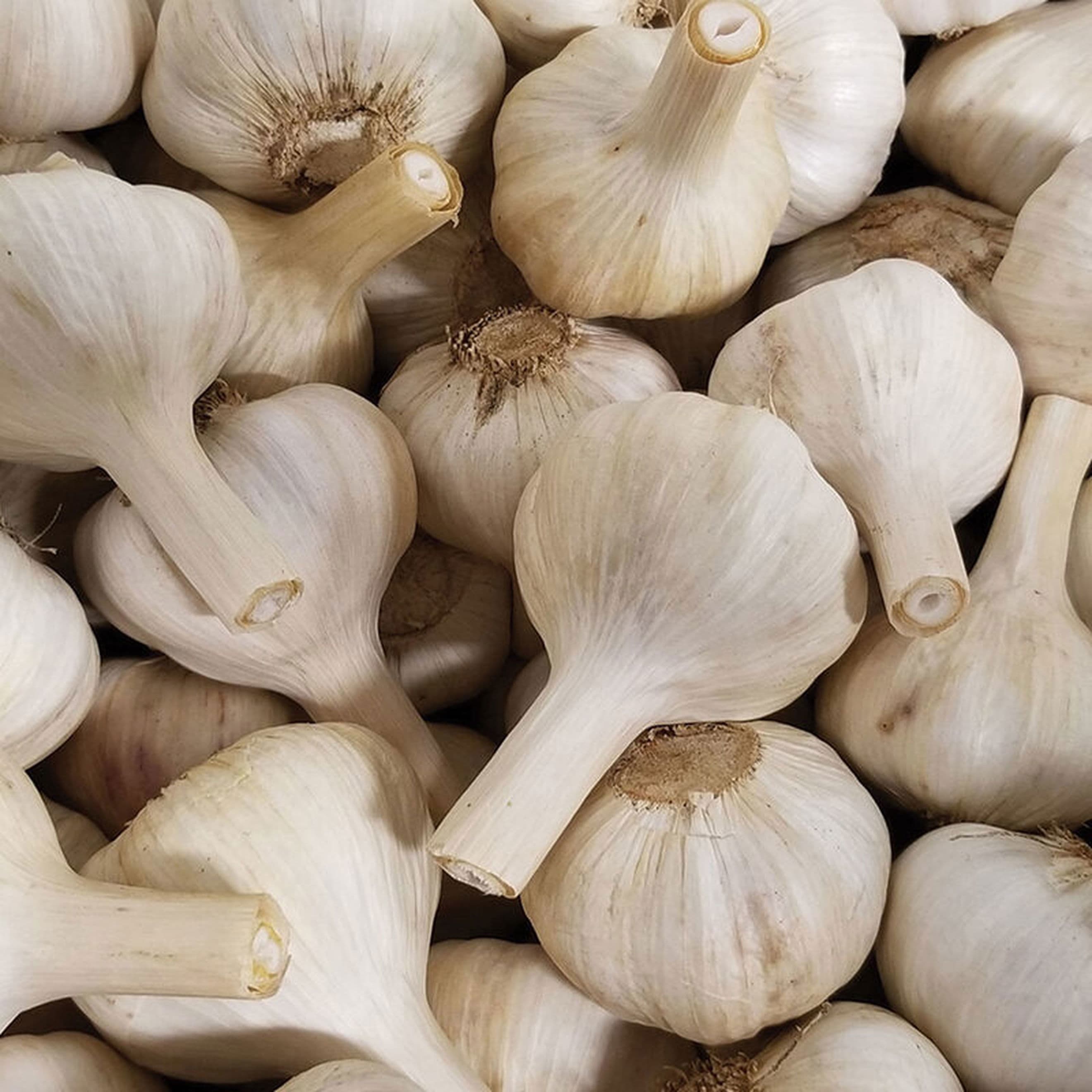Garlic