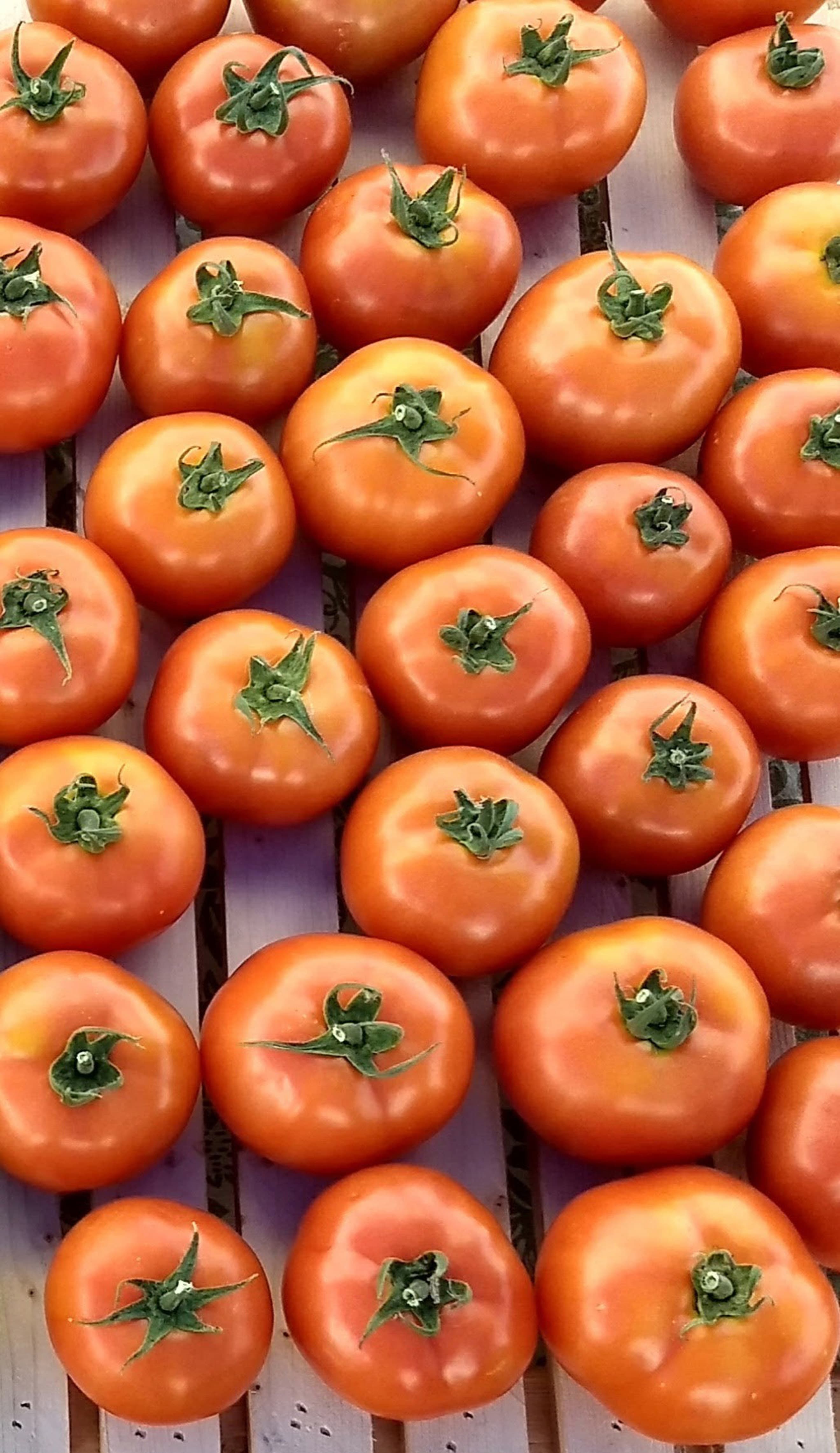 Tomato (red slicer)