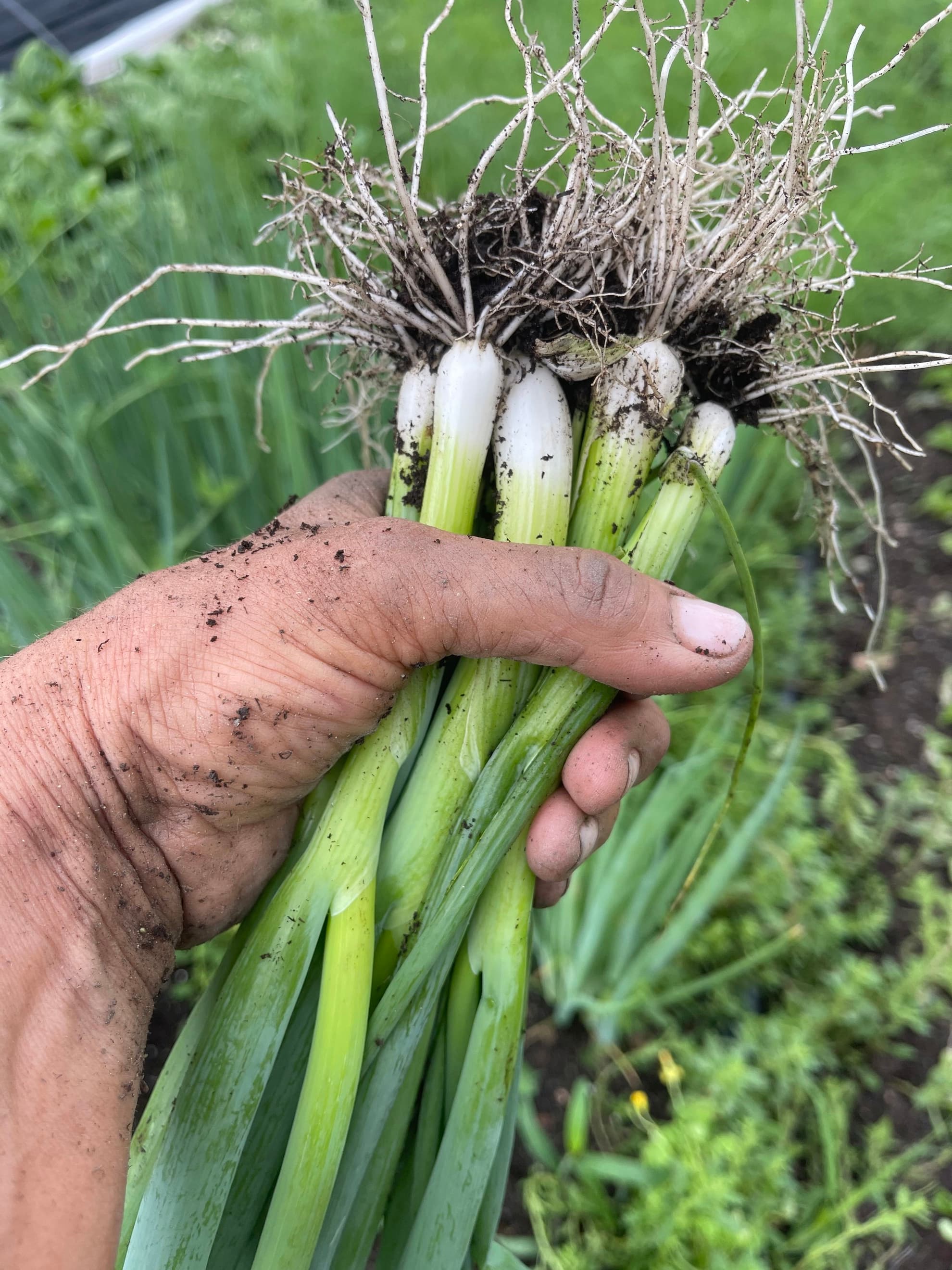 Yago Scallions