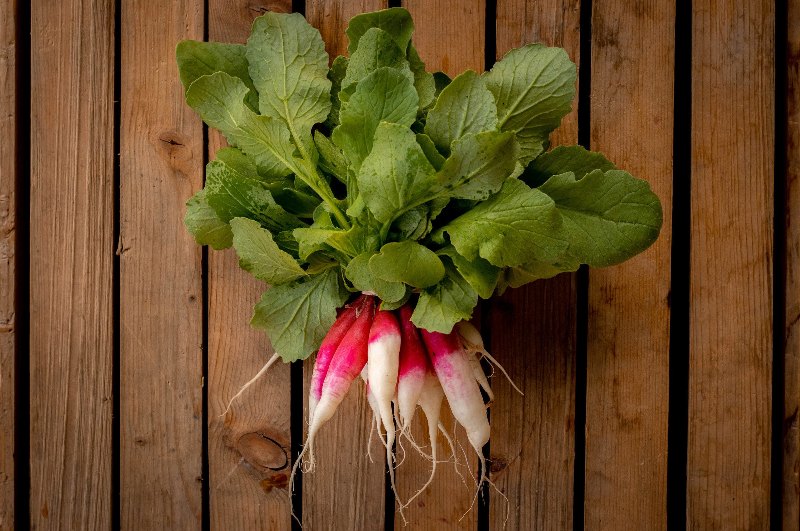 French Breakfast Radish