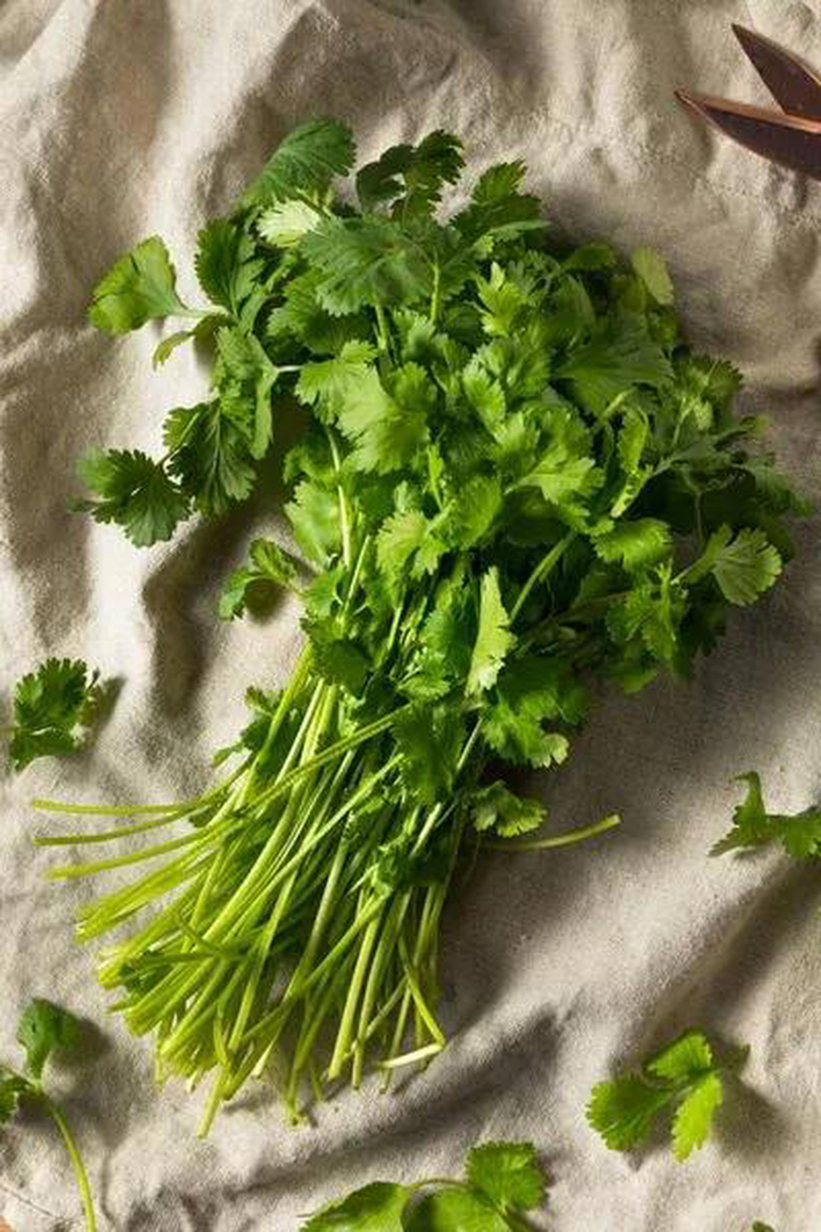 Cilantro (washed and packaged)