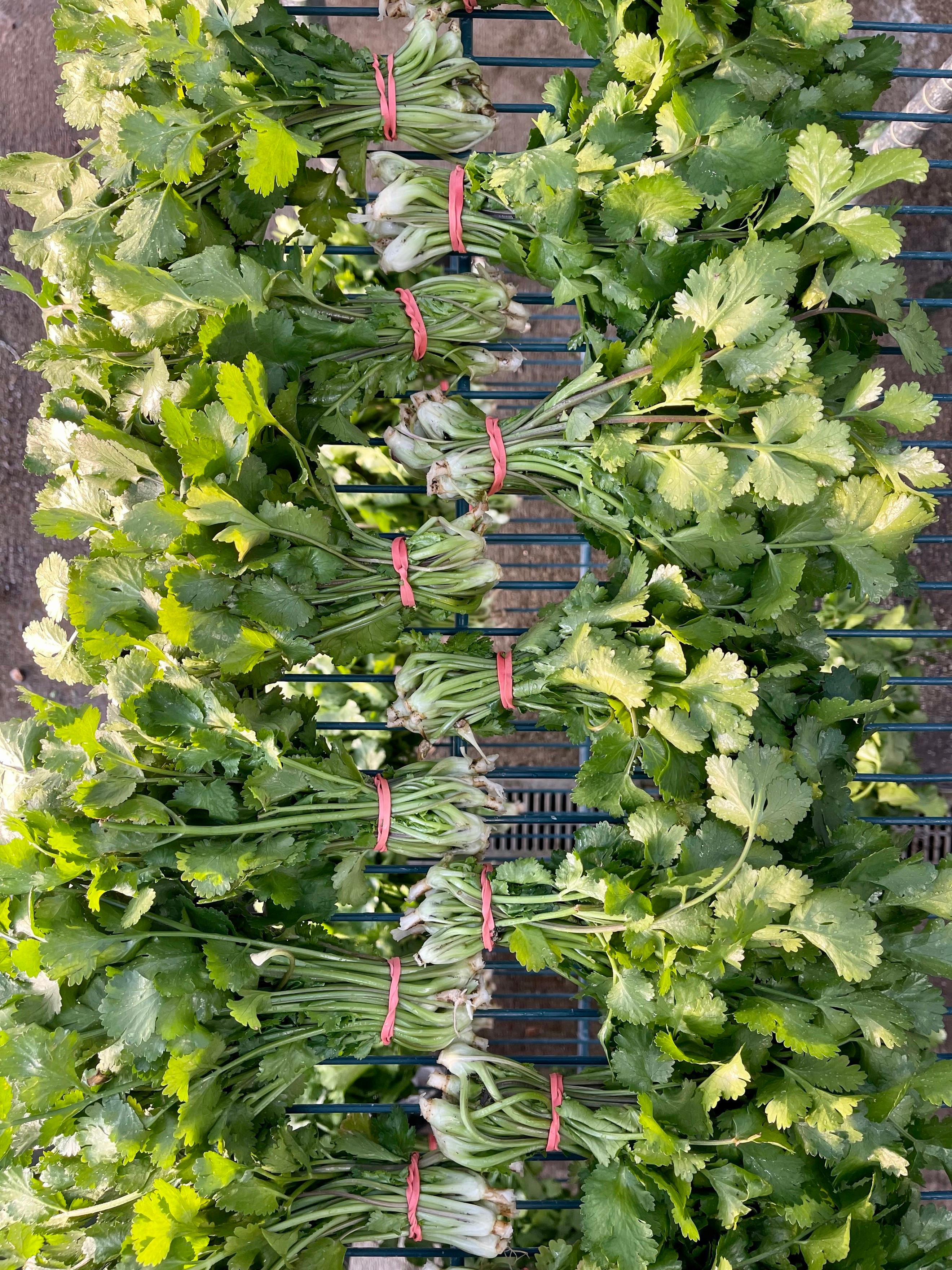 Cilantro (washed and packaged)