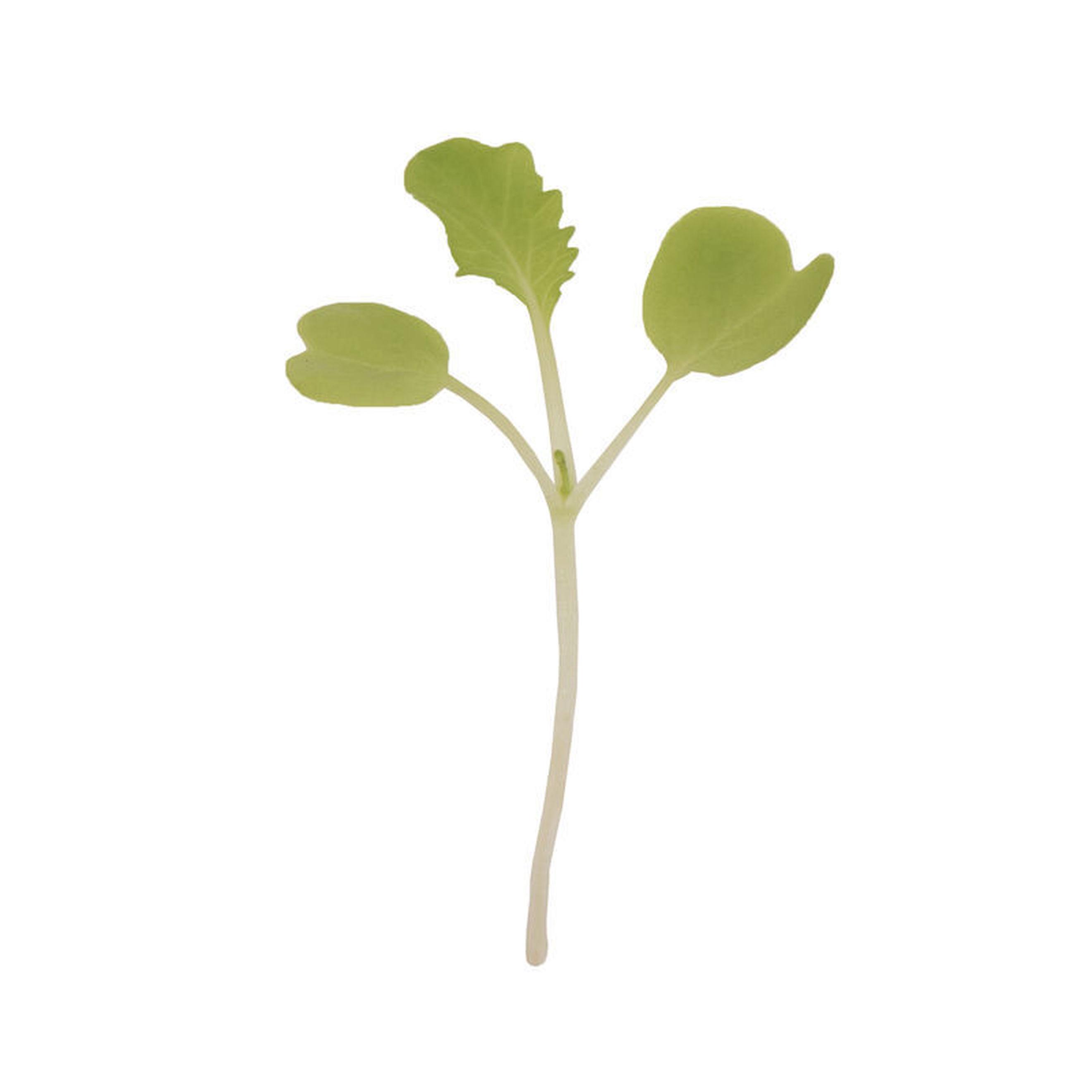 Micro Cabbage (Tokyo Bekana)